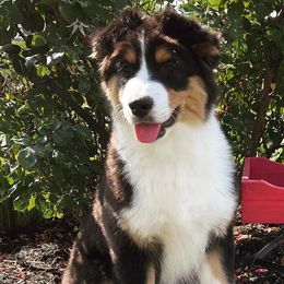 Girl 2 - Black Australian Shepherd puppy in Jonesborough, Tennessee from Lotus Australian Shepherds