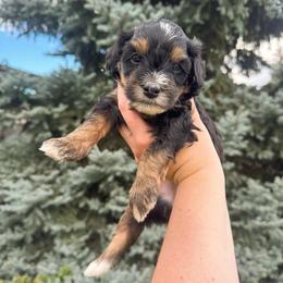 Tanya - Tri-color female Bernedoodle puppy in Idaho Falls, Idaho from Idahome Doodle