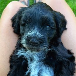 Portuguese Water Dog Puppies from Yellowstone Porties