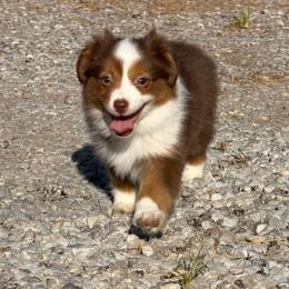 Big - Red tri female Toy Australian Shepherd puppy in Prague, Oklahoma from Clay Creek Aussies