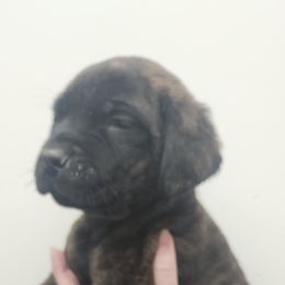 Dasher - Brindle male Mastiff puppy in Moneta, Virginia from Jeana's Rottweilers & English Mastiffs