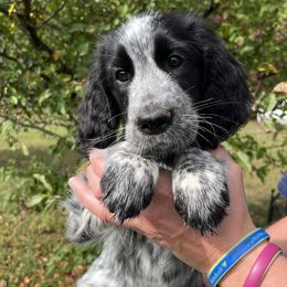 Aqua collar - White and black female English Springer Spaniel puppy in Sterling, Michigan from Springerdoodles In MI