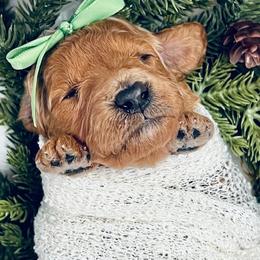 Goldendoodle Puppies from Goldendoodle Baby