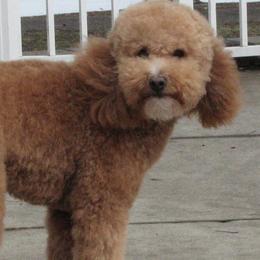 Goldendoodle adult dog