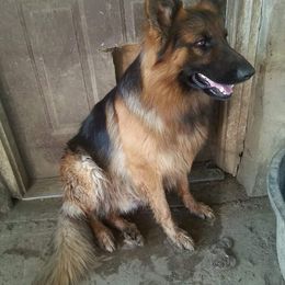 Chip - German Shepherd