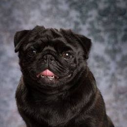 Pug All Grown Up from Snuggle Pugs