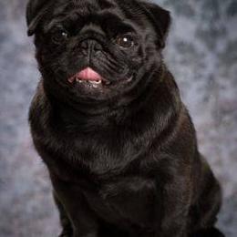 Pug All Grown Up from Snuggle Pugs