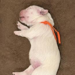 Ms. Orange - Light golden female Golden Retriever puppy in Albuquerque, New Mexico from Sandia Golden Creams