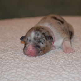 Dk. pink - Blue merle female Australian Shepherd puppy in Pilot, Virginia from Obsidian Australian Shepherd