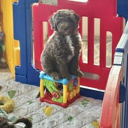 Goldendoodle Puppies from Texas Bello Doodles