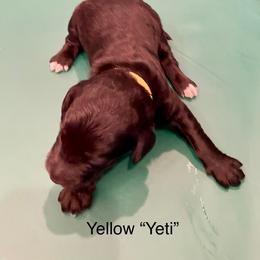 Yeti - Chocolate male Goldendoodle puppy in St Johns, Florida from Nini's Poodles and Doodles of St. Johns Co.