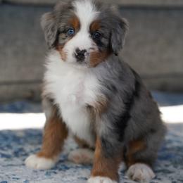 Doxie - Merle female Bernedoodle puppy in Dundee, Ohio from Down Home Doodle