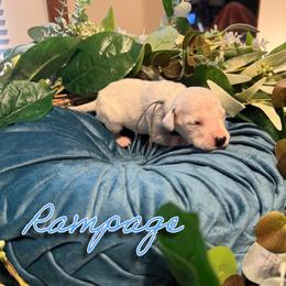 Rampage - White and black male Dalmatian puppy in Mount Vernon, Missouri from Spots & Spirals