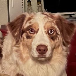 Kylie - Australian Shepherd