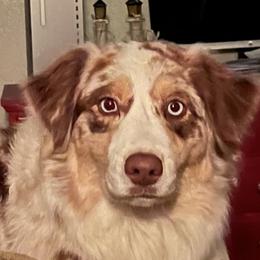 Kylie - Australian Shepherd