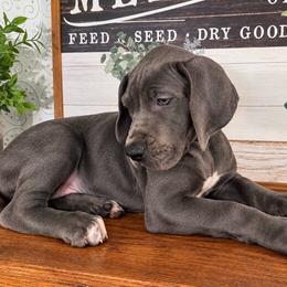 Anana - Blue female Great Dane puppy in Carencro, Louisiana from Halsey Danes
