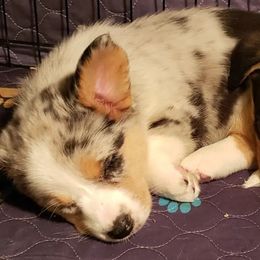 Cardigan Welsh Corgis from Wasatch Valley Cardigans