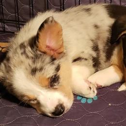Cardigan Welsh Corgis from Wasatch Valley Cardigans