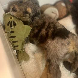 Goldendoodle Puppies from Fishermen’s Doodles