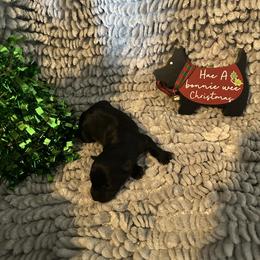 Rudolph - Black male Scottish Terrier puppy in Eagle Lake, Florida from Its Scot To Be Love Scotties