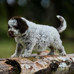 Jackson - Brown roan male Lagotto Romagnolo puppy in Seymour, Missouri from Terra Incognita