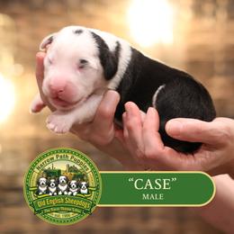 Boy 3 - male Old English Sheepdog puppy in Cleveland, Tennessee from Narrow Path Old English & Sheepadoodles