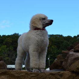 Poodle Puppies from D and D Standard Poodles