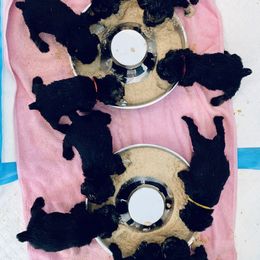 Miniature Schnauzer Puppies from Heirs Of Airvue