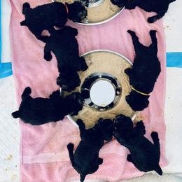 Miniature Schnauzer Puppies from Heirs Of Airvue