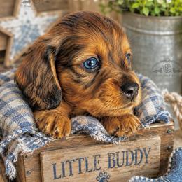 Mr. Green-3400 - Dapple male Dachshund puppy in Sparr, Florida from From the Heart Doxies