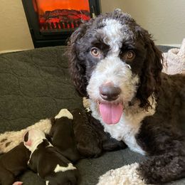 Annabelle - Assorted Doodle Crosses