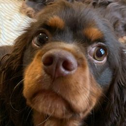 Boy 2 - White - Chocolate Cavalier King Charles Spaniel puppy in Celina, Ohio from Lee’s Cavaliers