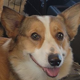 BANSHEE - Pembroke Welsh Corgi