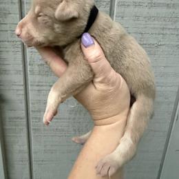 Sugar - Fawn (isabella) and rust female Doberman Pinscher puppy in Ludowici, Georgia from Royal Destiny Kennels