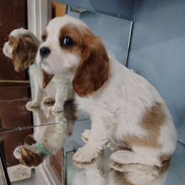 Brian - Blenheim male Cavalier King Charles Spaniel puppy in Phoenix, Arizona from Royal Desert Cavaliers