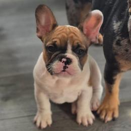 Pablo - Fawn and white male French Bulldog puppy in North Platte, Nebraska from Honey Hole Frenchies