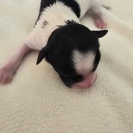 Myrtle - Black and white female Shihpoo puppy in Rural Retreat, Virginia from Kopydlowski's Shihpoo and Shichon pups