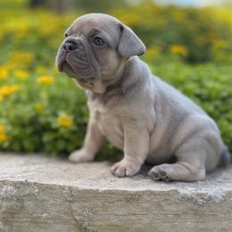 Ellsa - Blue fawn female French Bulldog puppy in Hudsonville, Michigan from Willow Farm