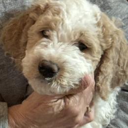 Boy 3 - Cream male Goldendoodle puppy in El Cajon, California from Pacific Coast Goldendoodles