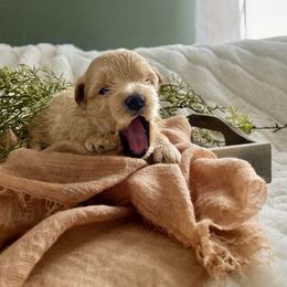 Jerome - Cream male Maltipoo puppy in Utica, Ohio from Poodle Me Crazy