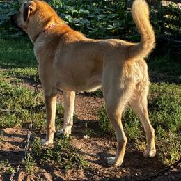 Şans - Anatolian Shepherd Dog