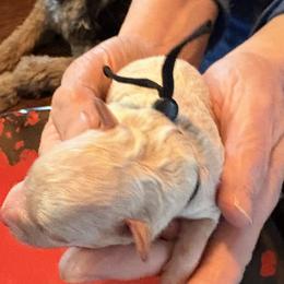 Black beauty - Cream female Assorted Doodle Crosses puppy in Mt Pleasant, Texas from Hippdoodranch