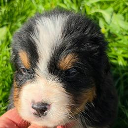 Orange - Black rust and white male Bernese Mountain Dog puppy in Auburn, Washington from MSM Bernese Mountain Dogs