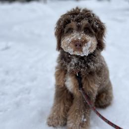 Aussiedoodle and Bernedoodle Puppies from Steindoodles