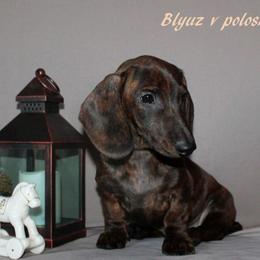 Dachshund Puppies from Army of Dachshunds