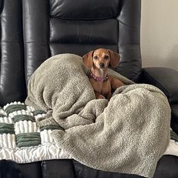 June - Dachshund