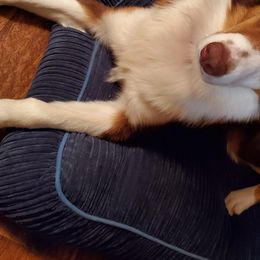 Aussiedoodles, Australian Shepherds, Miniature Australian Shepherds, and Poodles from Distinguished Doodles and More