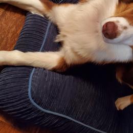 Aussiedoodles, Australian Shepherds, Miniature Australian Shepherds, and Poodles from Distinguished Doodles and More