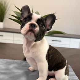 Pied - Black and white female French Bulldog puppy in Smithfield, North Carolina from Roughneck Frenchies