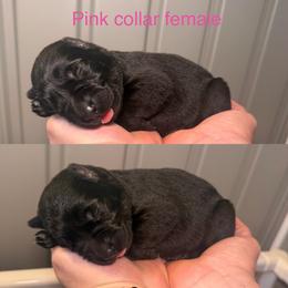 Pink Collar Girl - Bi-color female German Shepherd puppy in Universal City, Texas from Jaxinhaus German Shepherds
